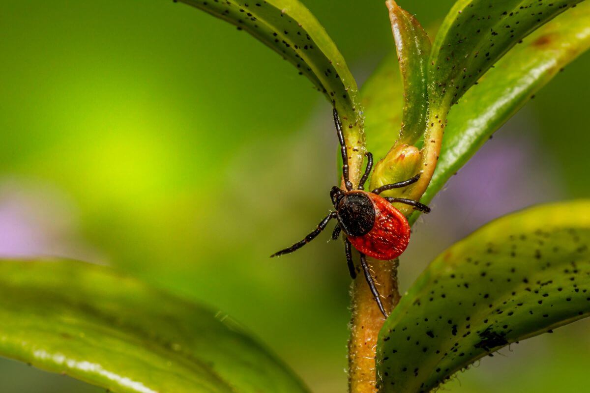 A red tick, sitting on a green leaf.