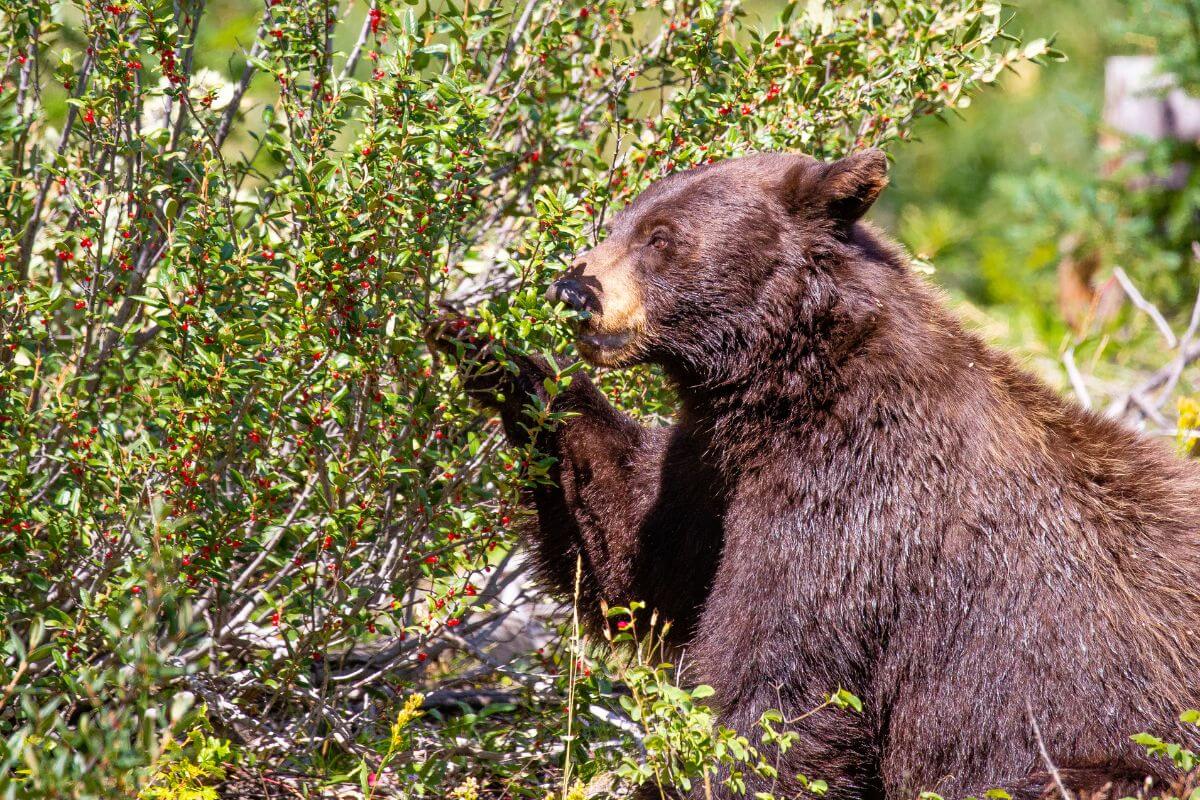 A grizzly bear foraging for berries in a Montana forest.