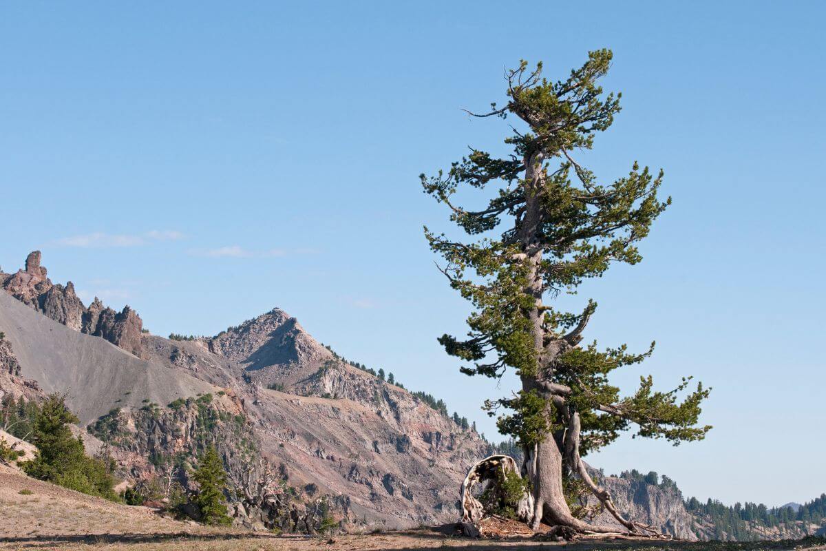 A lone pine tree stands in atop a mountain.