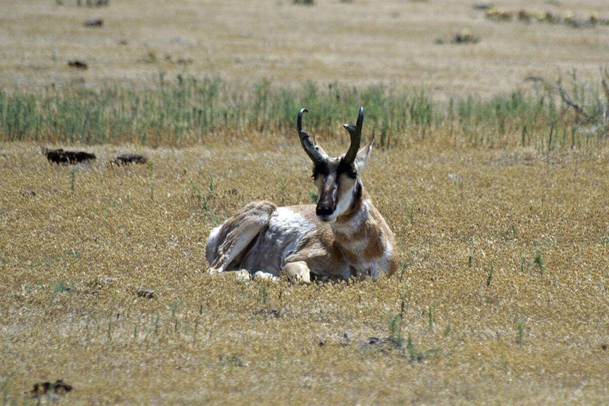 An antelope peacefully resting in a dry field, amid the serene landscapes of Montana.