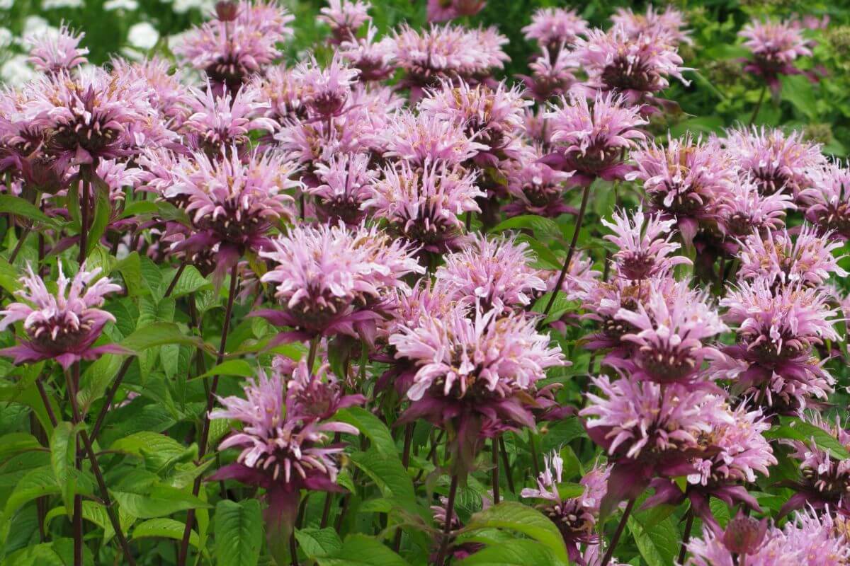 A cluster of pink Bee Balm flowers in a field in Montana