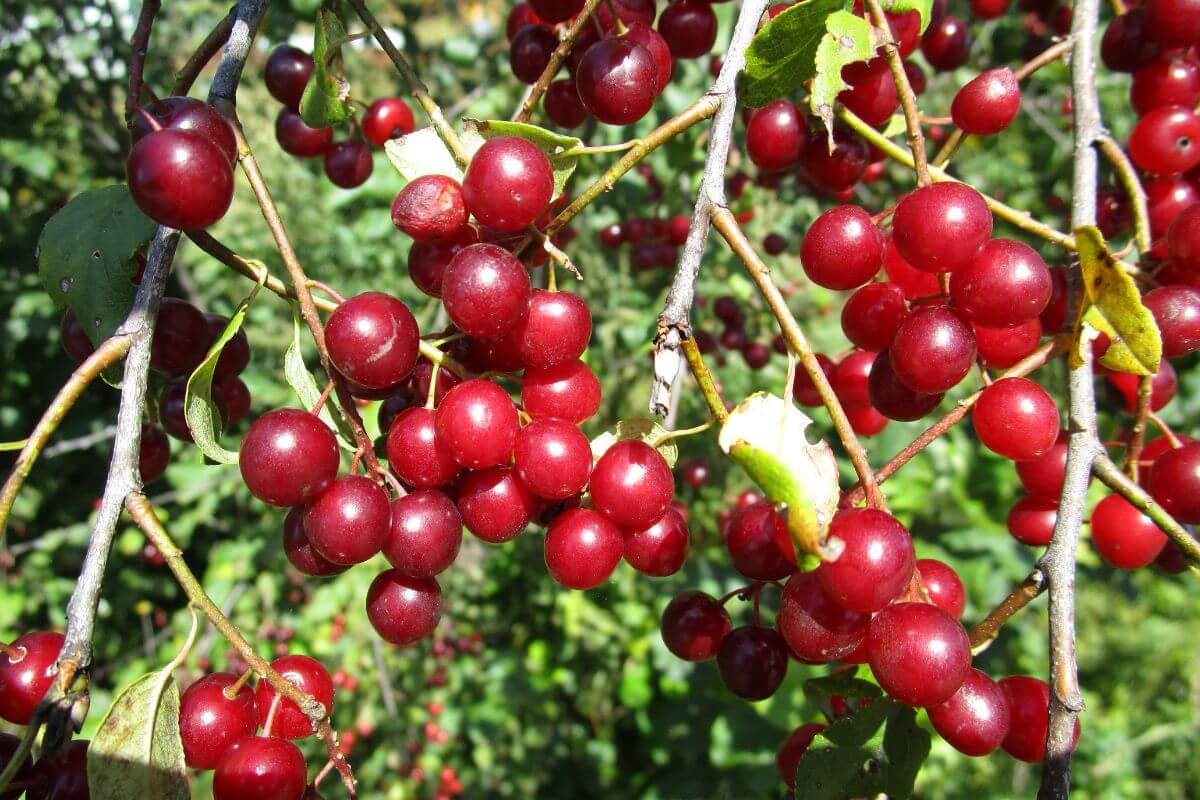 A tree with red berries hanging from its branches.