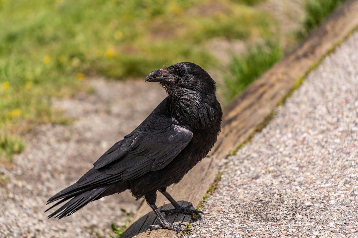 A raven with glossy black feathers stands on the edge of a concrete walkway.