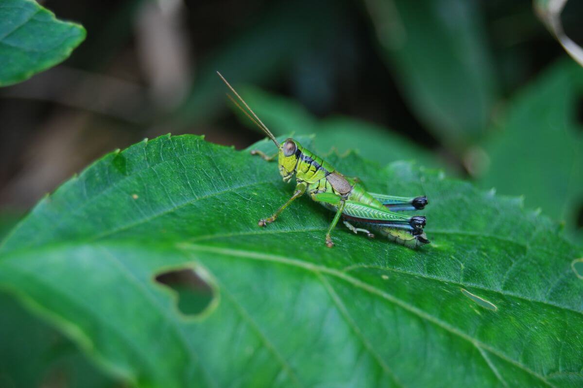 A green grasshopper sitting on a leaf in Montana.