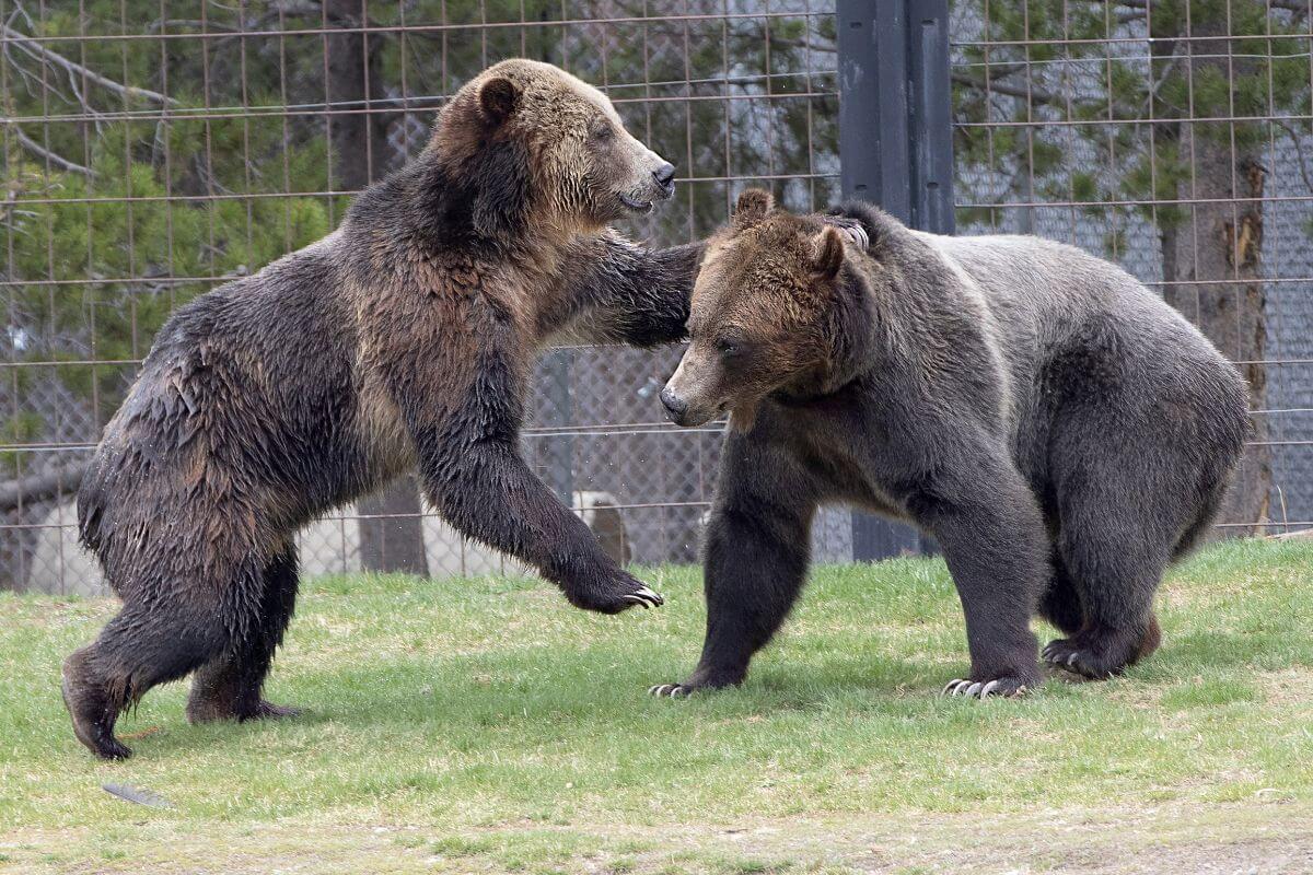 Two bears playing around inside their enclosure at Grizzly & Wolf Discovery Center.