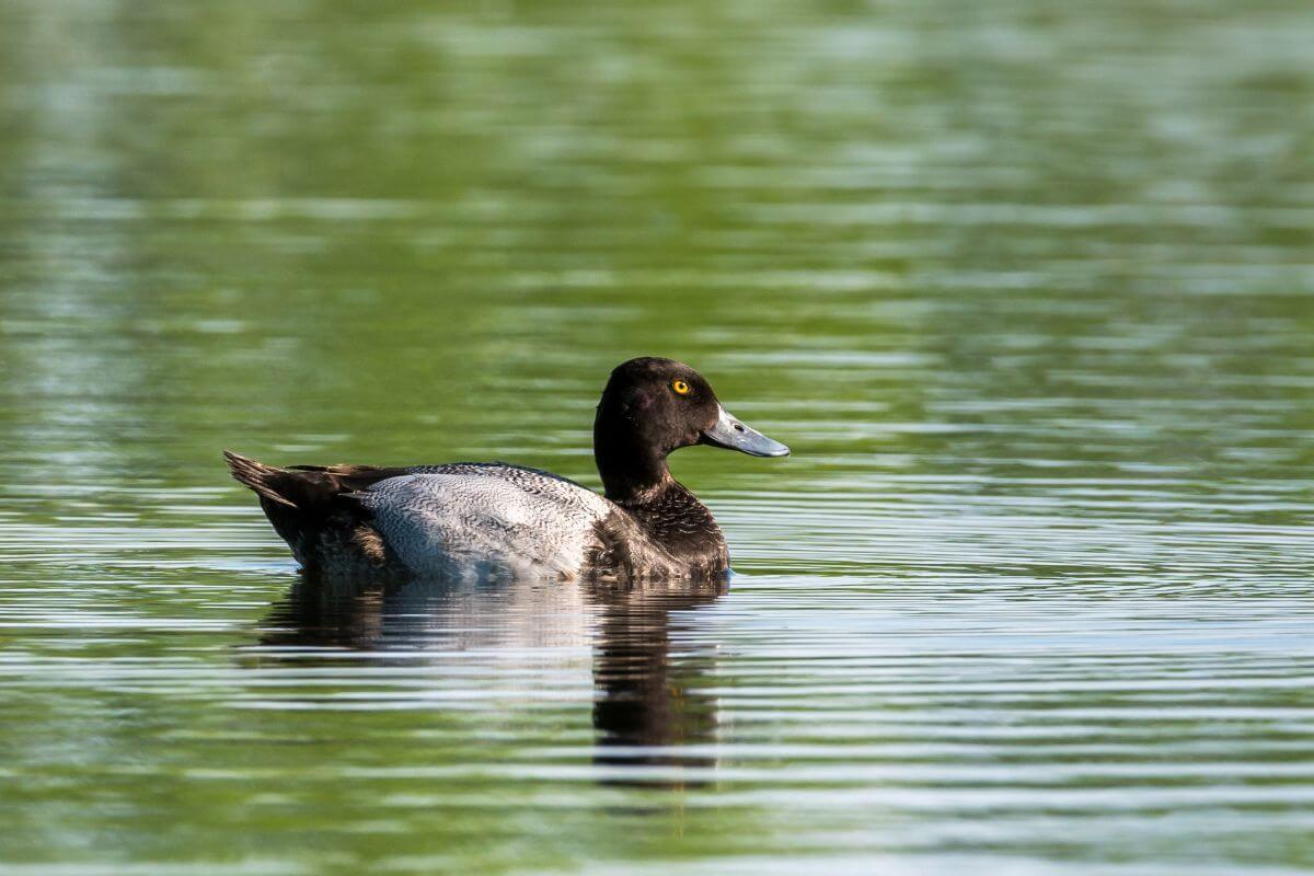 A Lesser Scaup duck with dark plumage and a light blue bill swims in a lake in Montana.