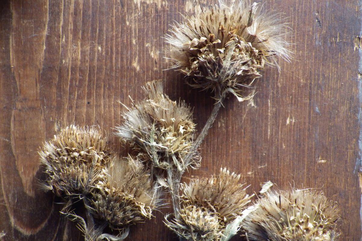 Dried thistle flowers on a wooden surface in Montana.