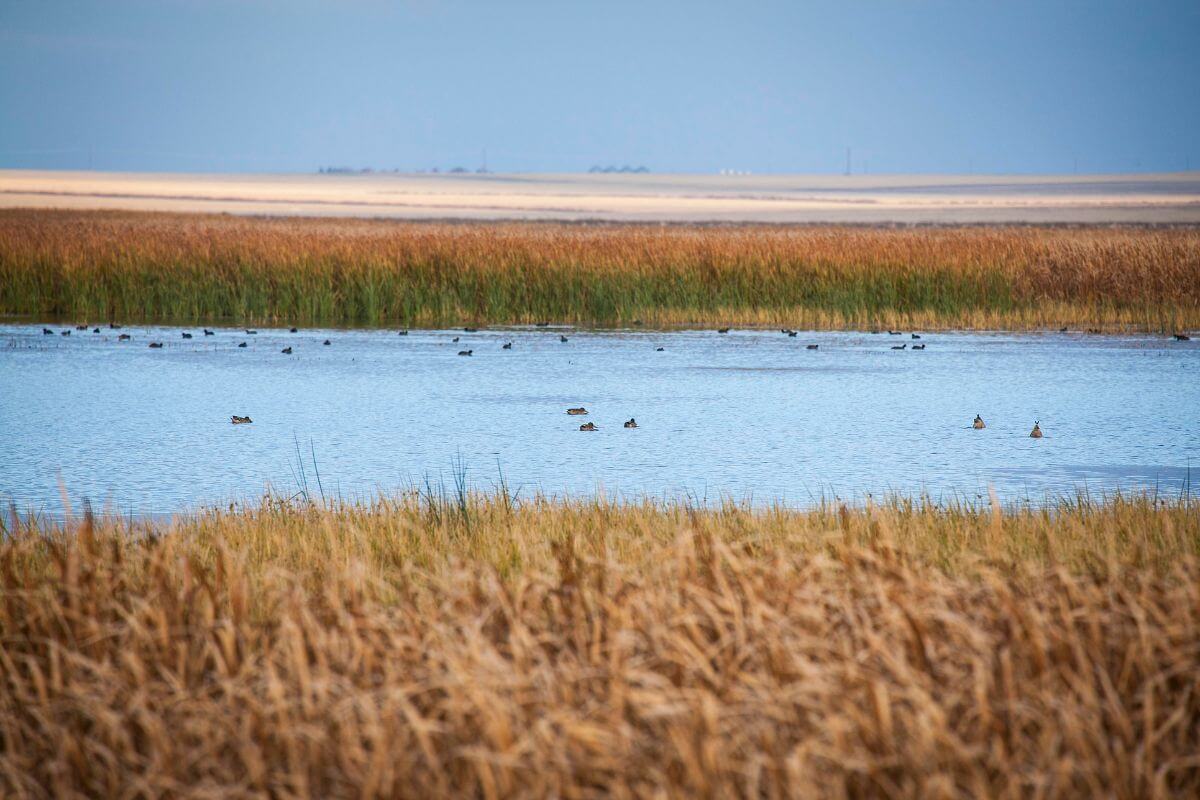 Ducks swimming among tall reeds at Benton Lake, an area perfect for Montana birding tours.