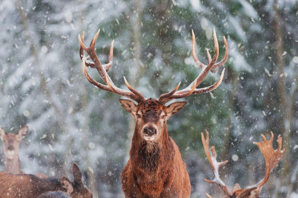 A antlered bull elk stands majestically in a snowy field in Montana