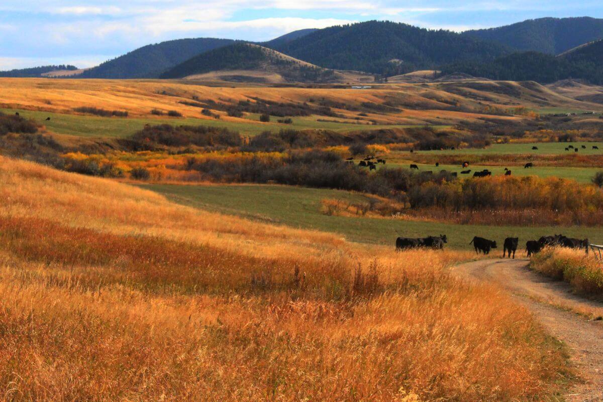 In Fall, cows stroll peacefully down a dirt road in the picturesque grassy fields of Montana.