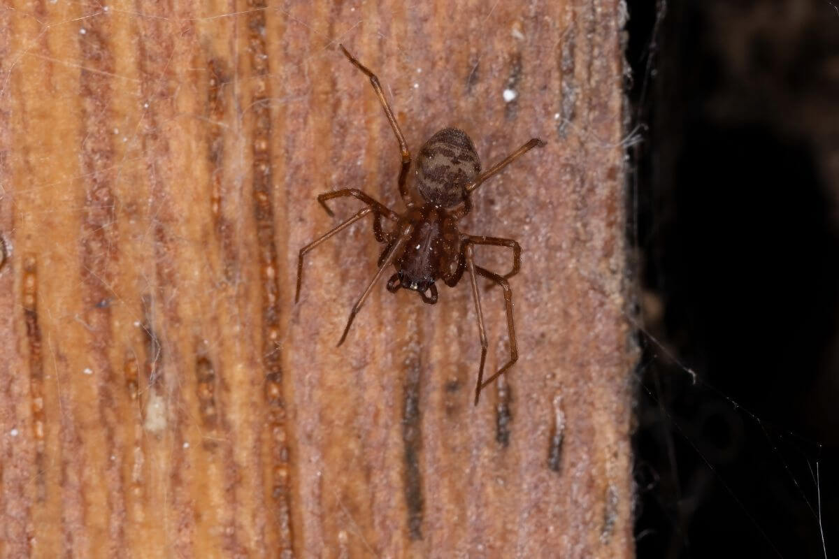 A brown spitting spider on a wooden surface in Montana.