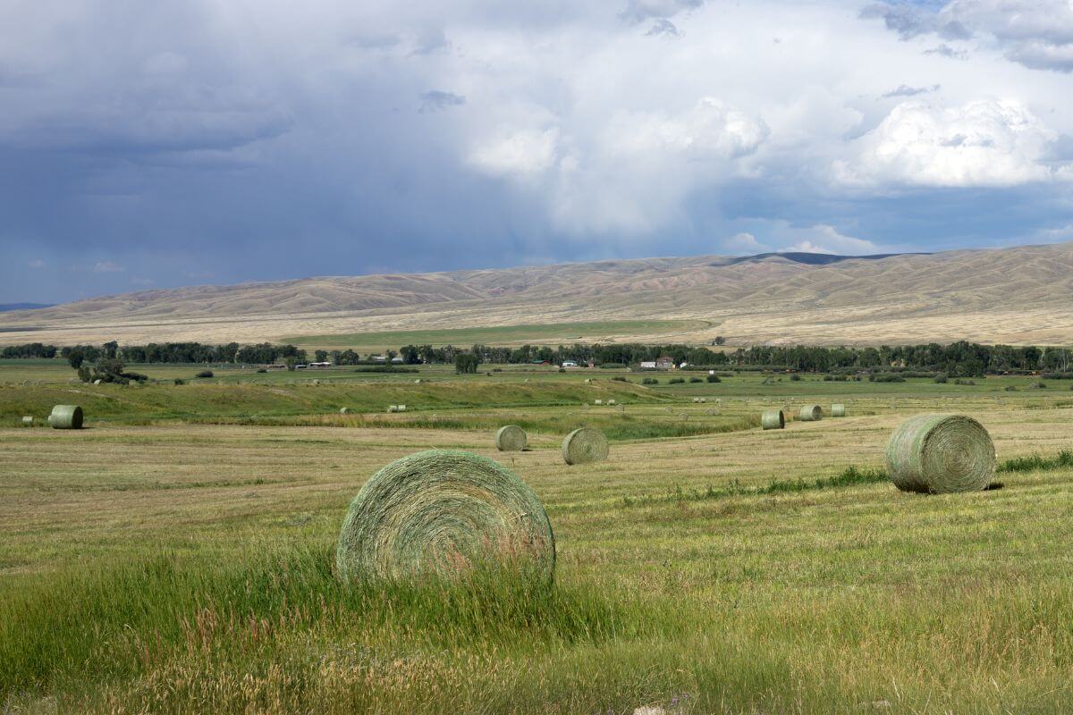 Hay bales in a Montana field.
