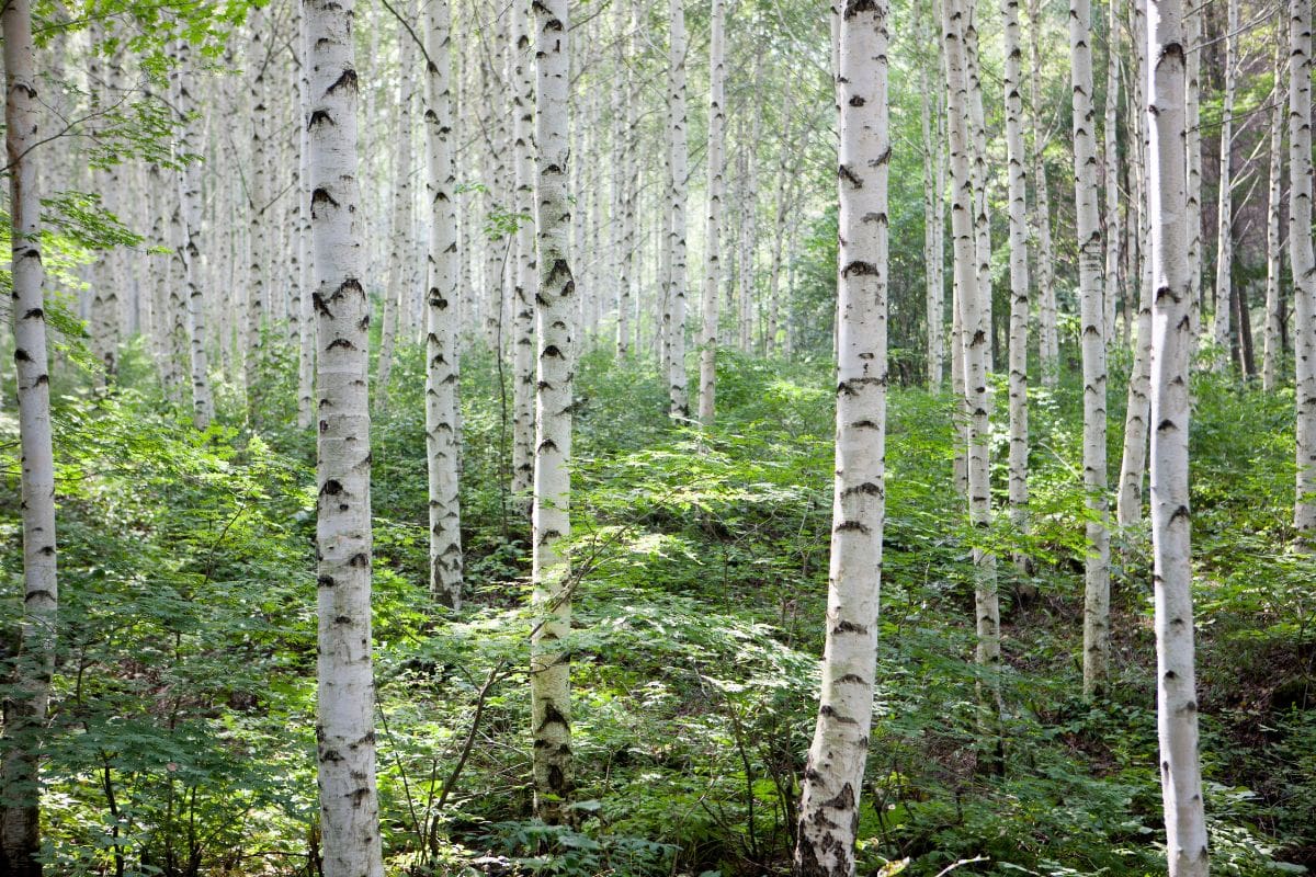 A cluster of Paper Birch trees in a forest in Montana