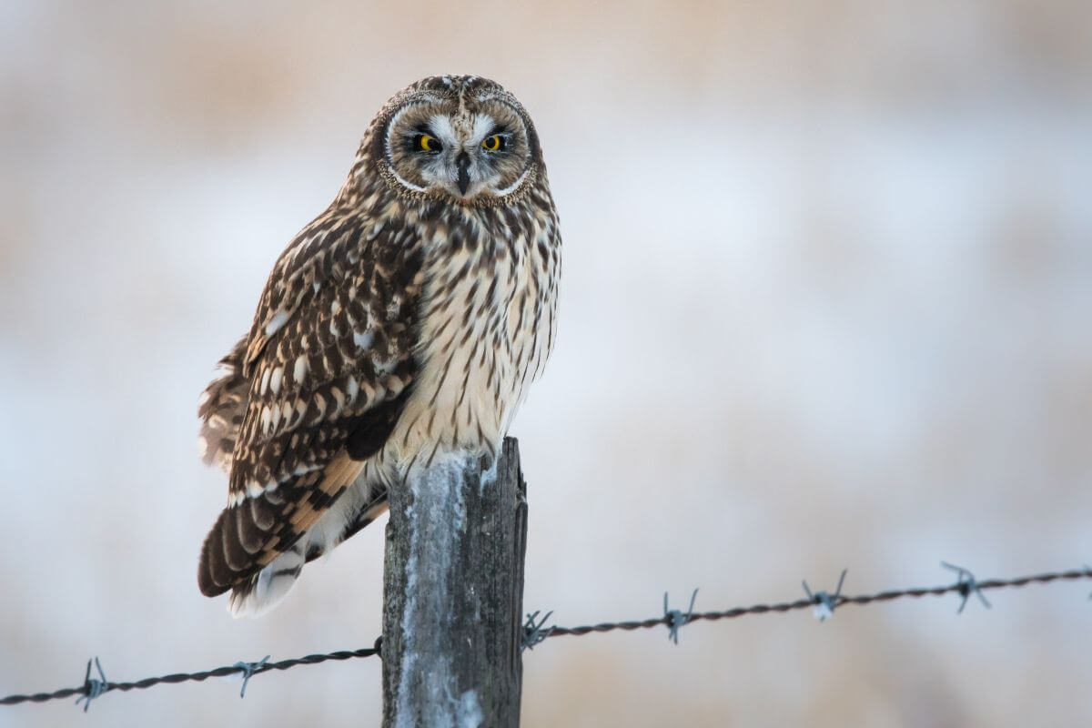 A short-eared owl perched alertly on a barbed wire fence post.