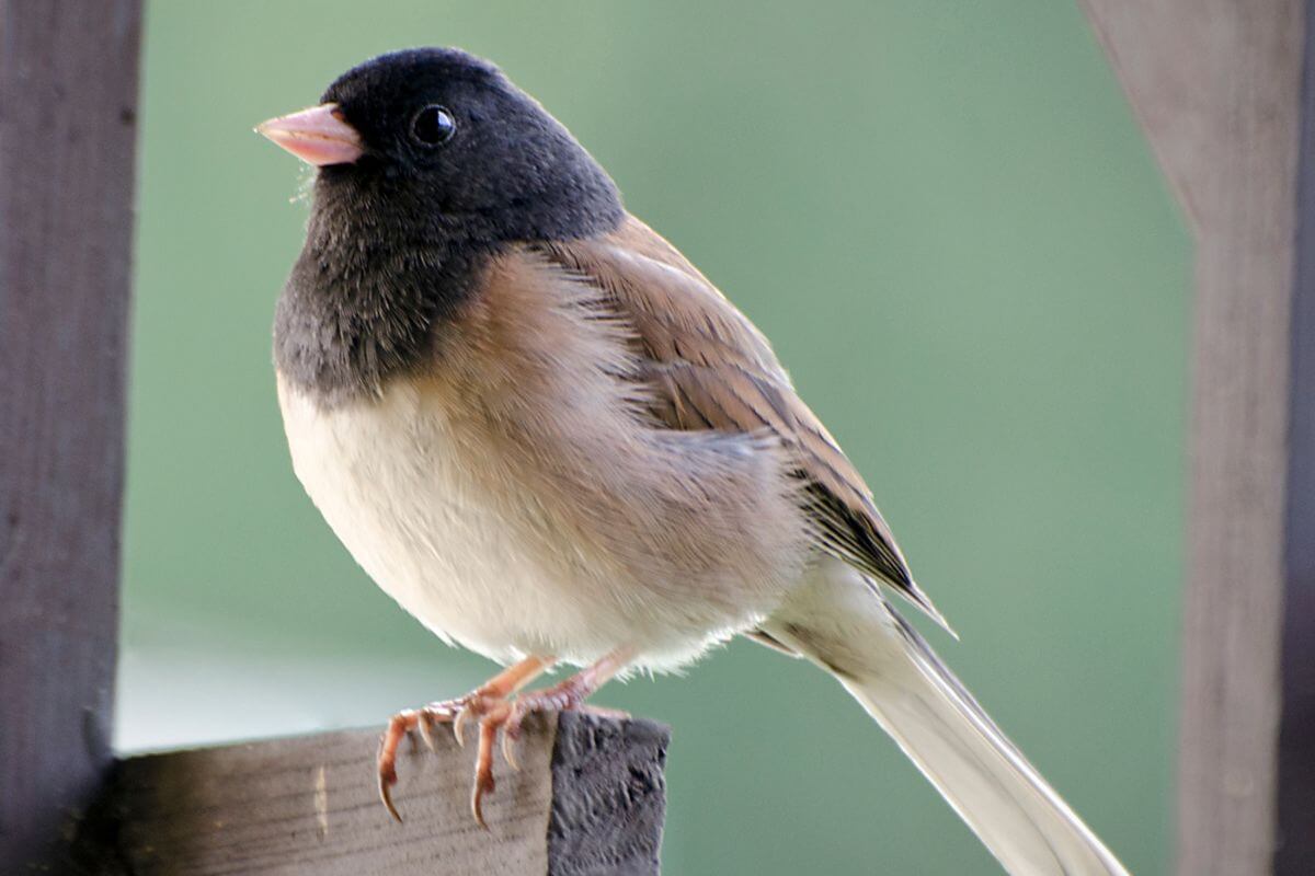 A close-up of a dark-eyed junco, a common Montana bird, perched on a wooden ledge.