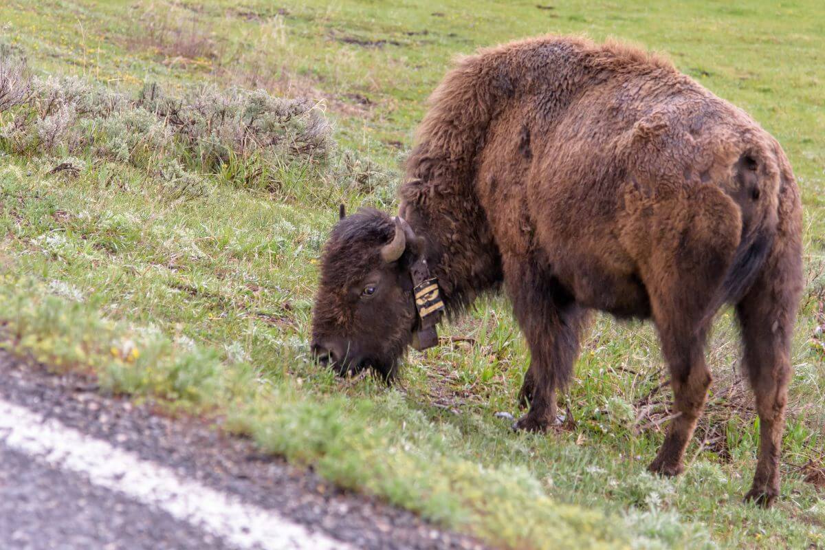 A bison with a radio collar grazes by the roadside is allowed to hunt according to Montana hunting regulations.
