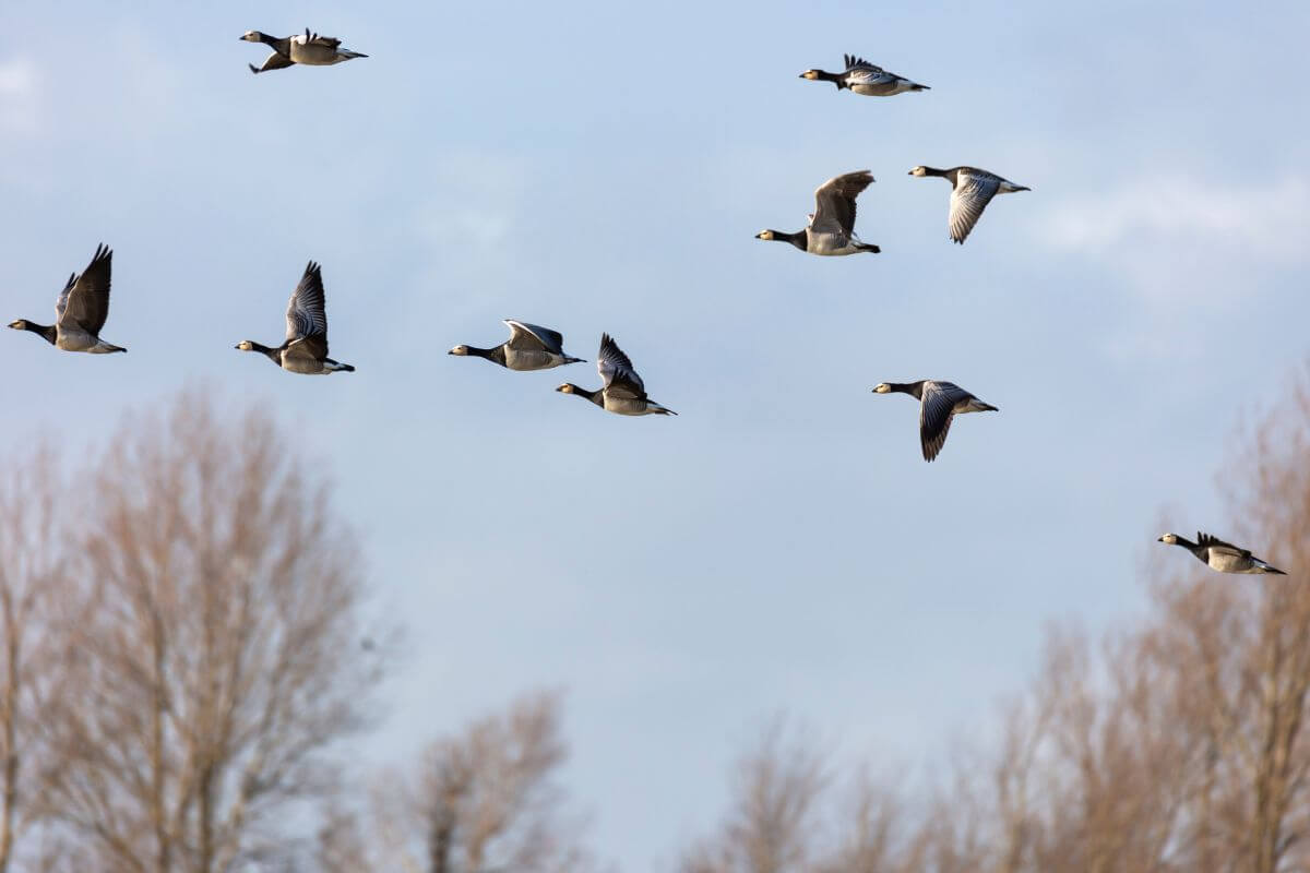 A flock of ducks in mid-flight against a backdrop of a clear blue sky during one of the Montana birding tours.