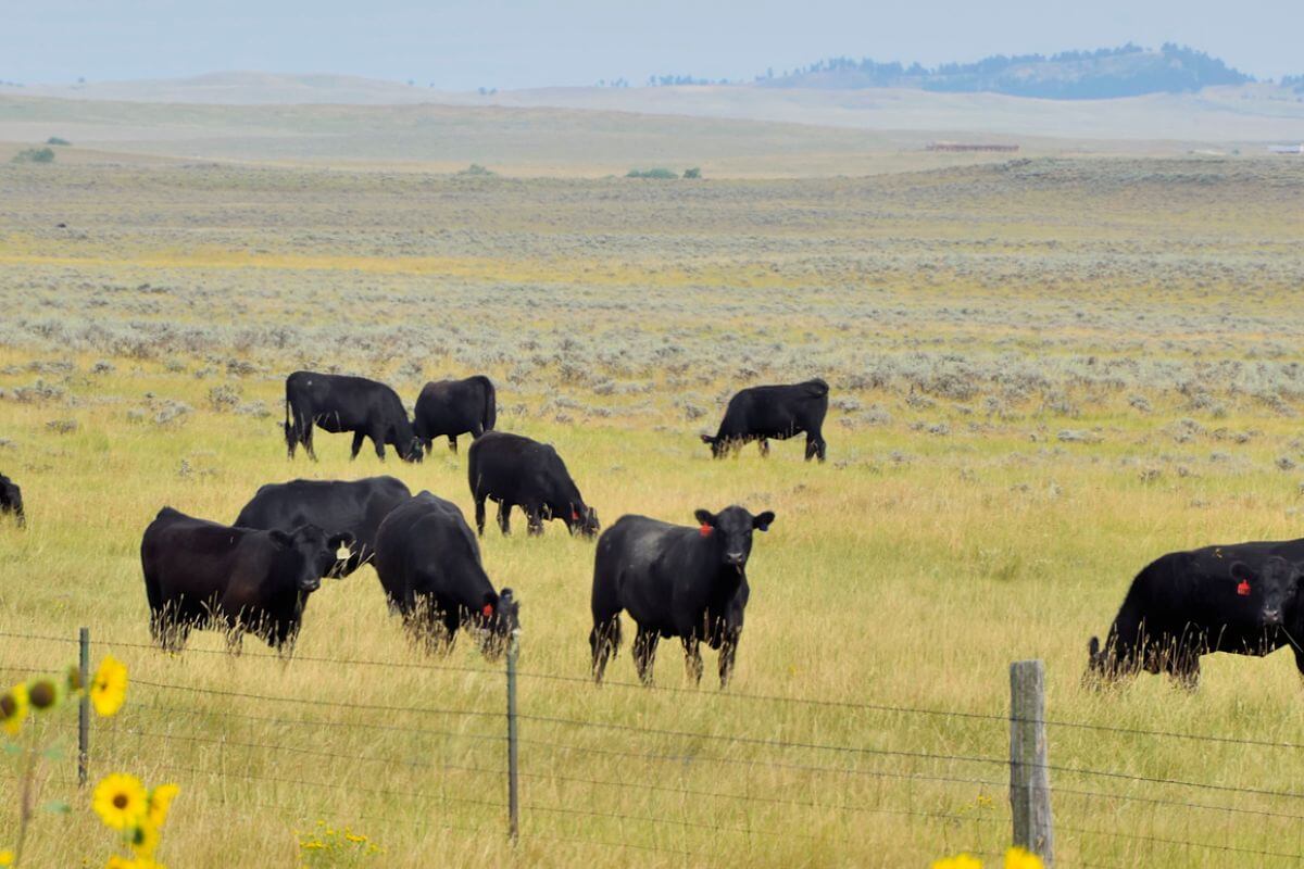 Black cattle graze in a wide grassy field. Rolling hills are in the distance under a hazy sky. A wire fence stretches across the foreground.