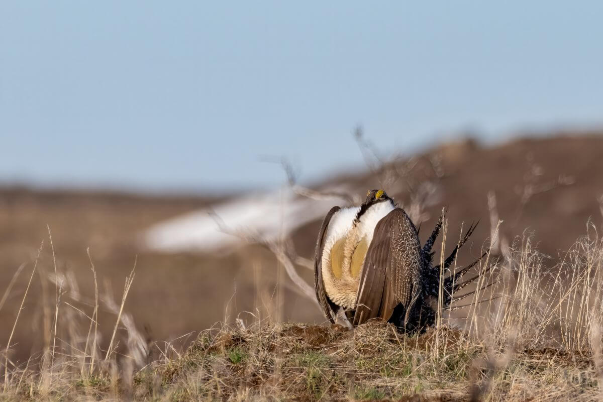 A sage grouse perched atop a mound of soil in a vegetated area during upland game bird hunting season in Montana.