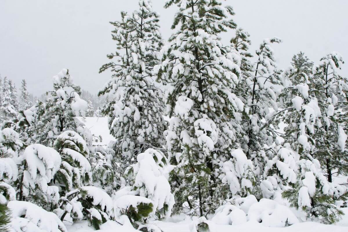 A group of pine trees covered in snow in Montana.
