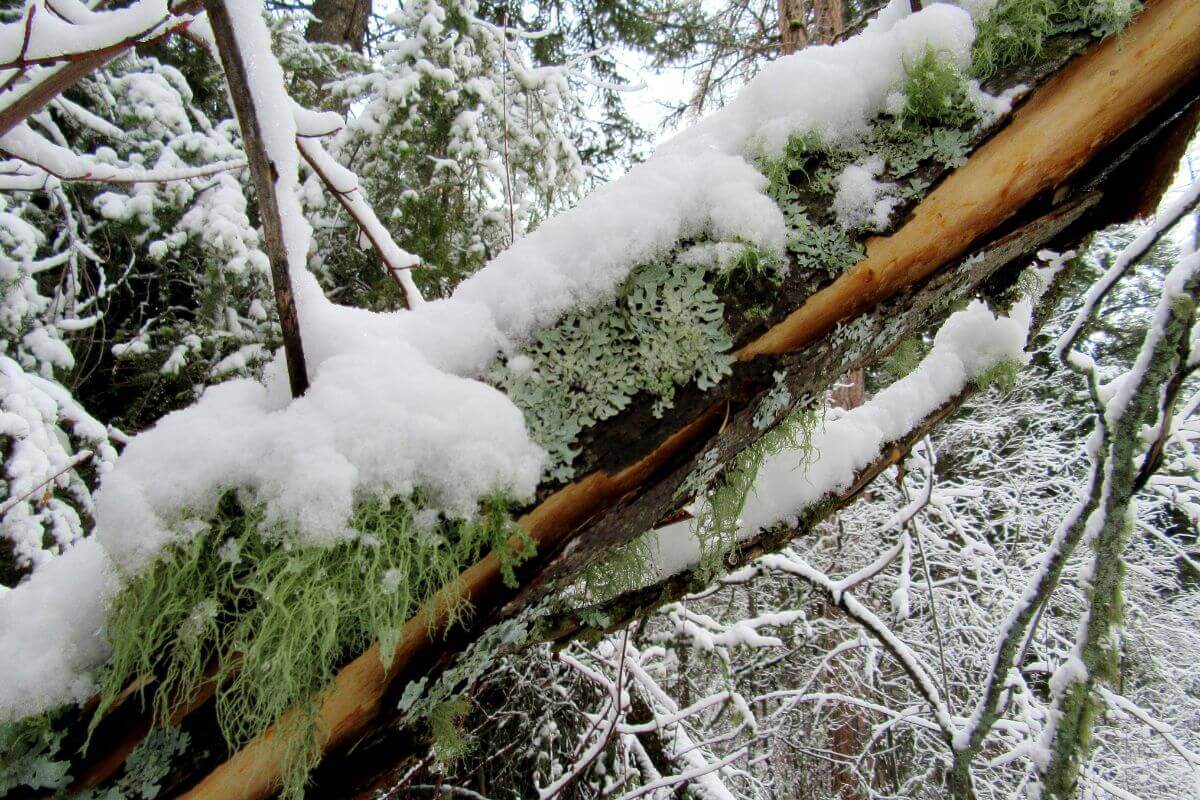 A moss-covered Montana tree branch blanketed in snow.
