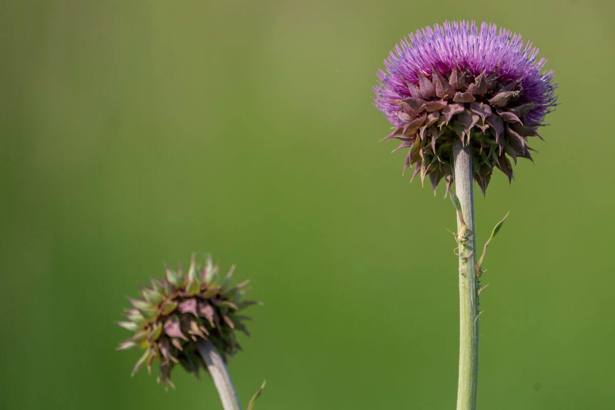 A close up of two thistle flowers in Montana.