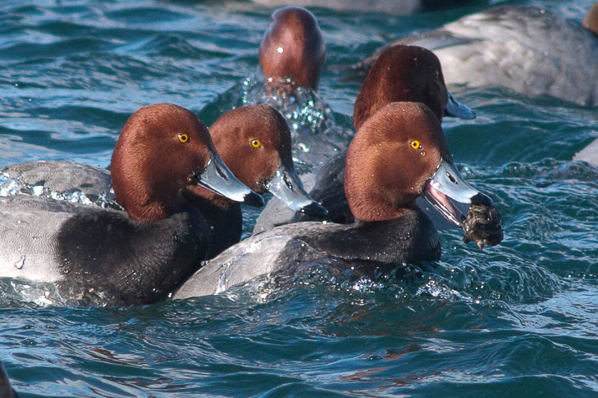 A group of Montana ducks, the Redheads, swimming in blue water.