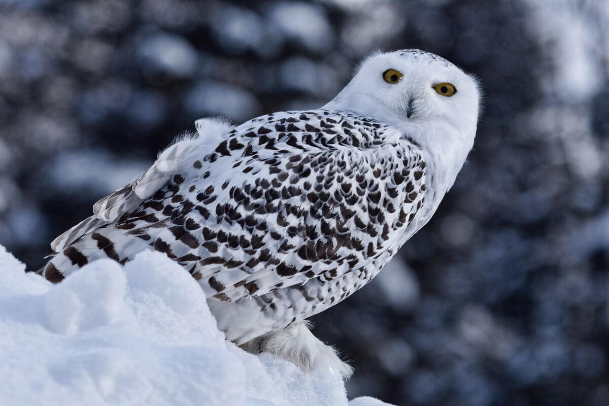 A snowy owl perched on a snow-covered mound.