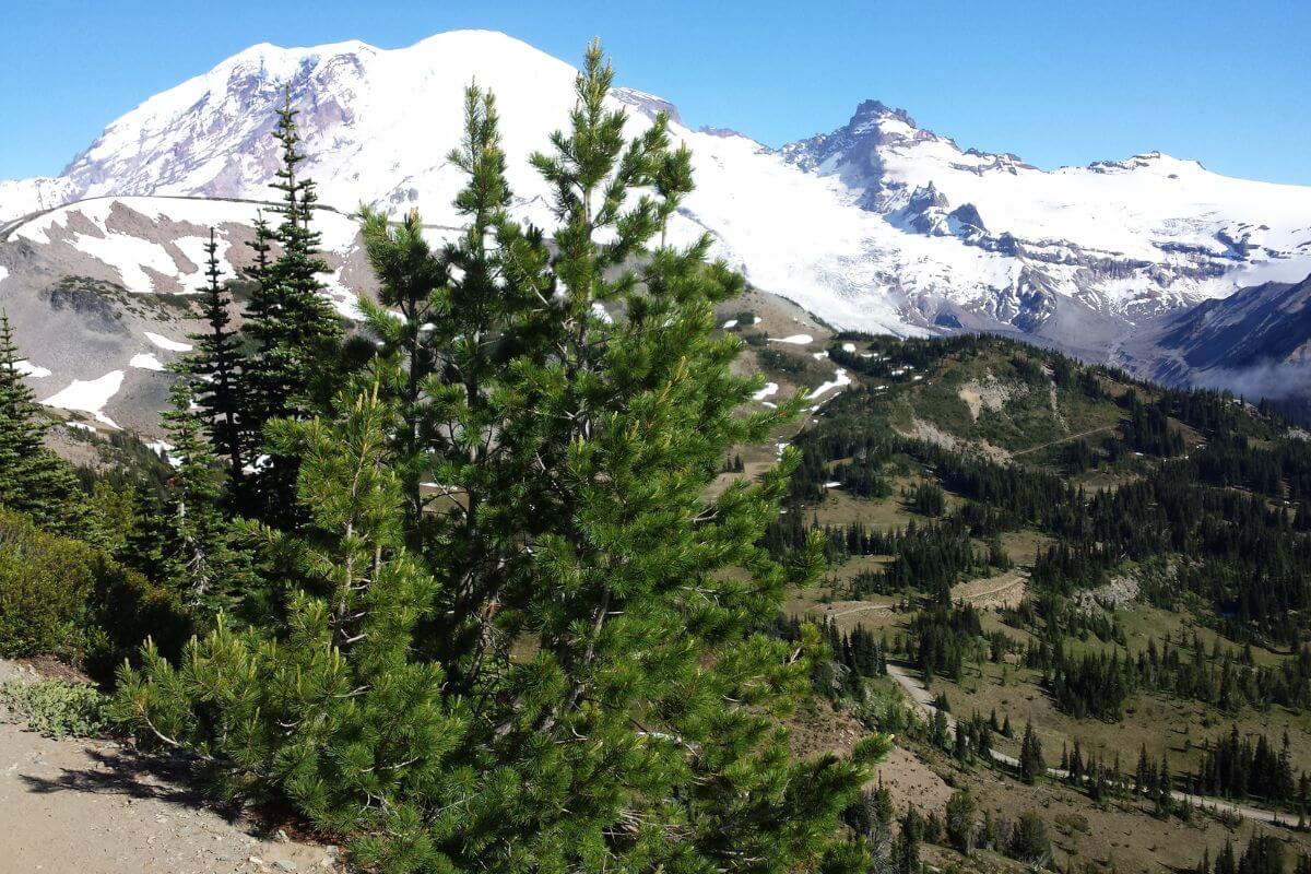 Montana pine trees with snowcapped mountains in the background.