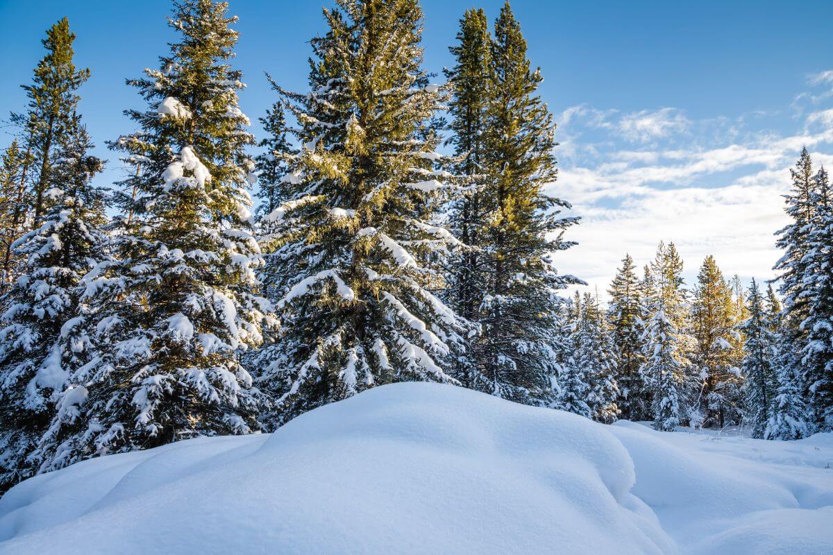 A winter scene with snow covered trees and a blue sky in Montana