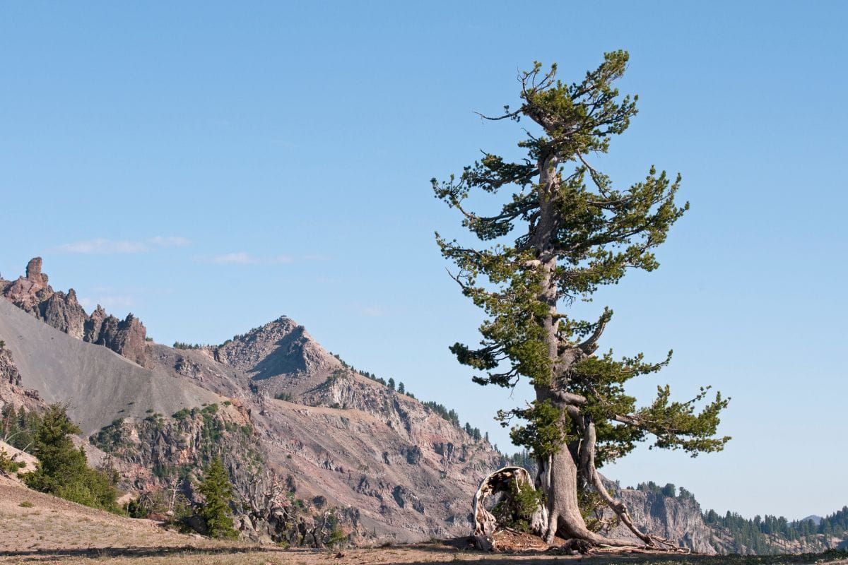 A lone Whitebark Pine tree stands majestically in the middle of a Montana mountain.