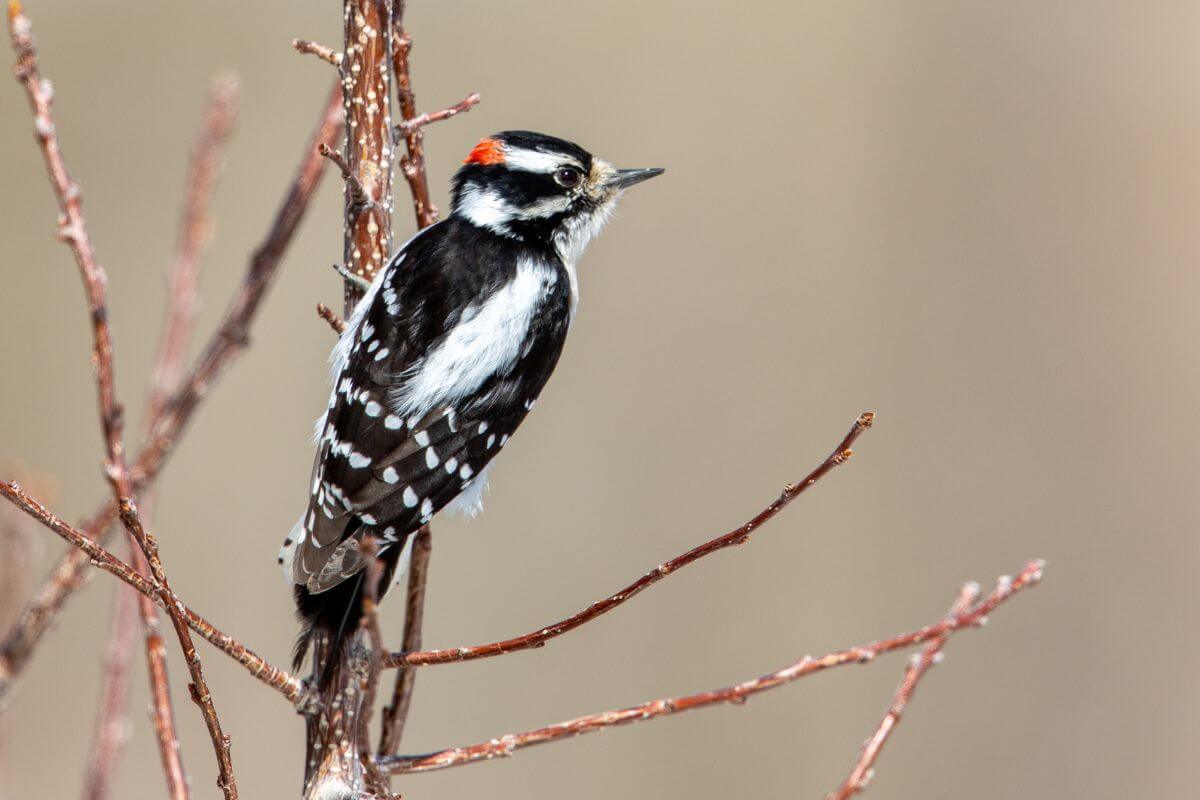 A downy woodpecker perched on a slender branch in the Montana woods.