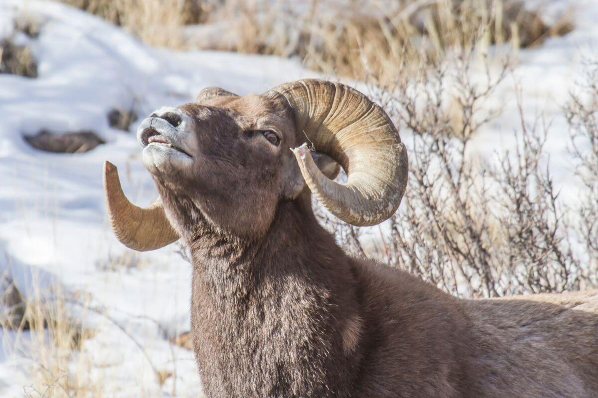 A bighorn sheep with impressive curved horns stands in a snowy Montana landscape during hunting season.