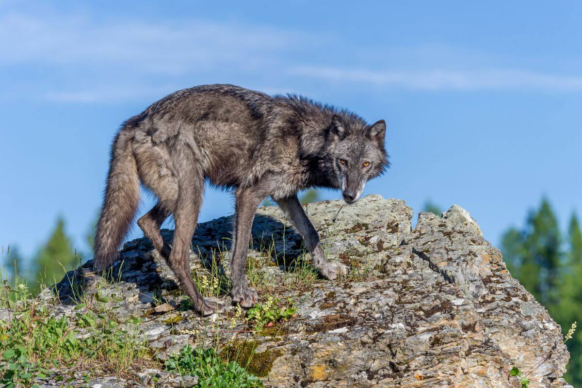 A gray wolf takes a protective stance of top of a large rock during wolf hunting season in Montana