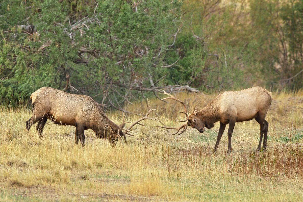 Two elk fighting in a field in Montana.