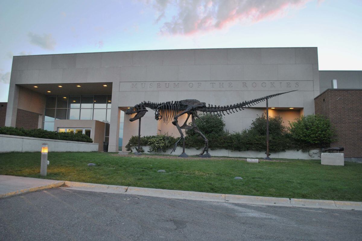 A statue of a T-Rex in front of the Museum of the Rockies building.