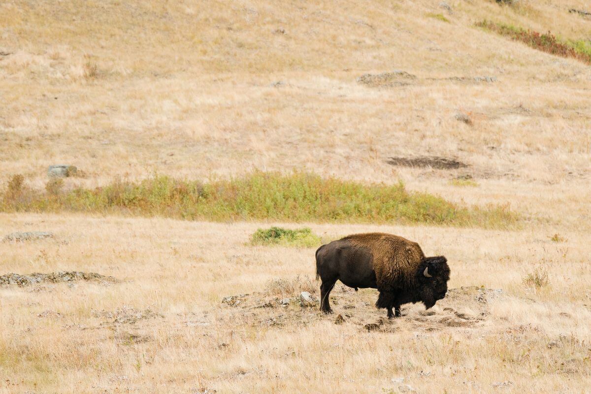 A bison grazing in a dry field in Montana.
