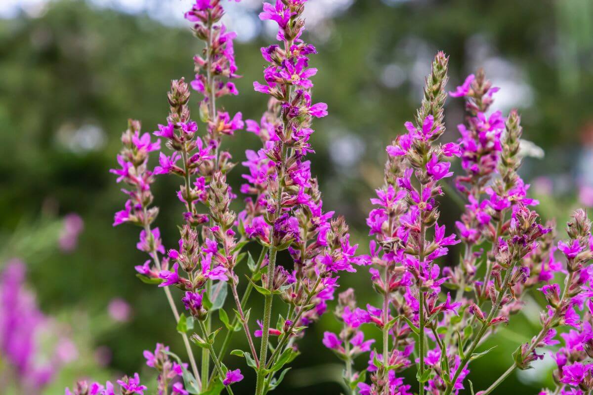 Clusters of Purple Loosestrife flowers stick out from a field in Montana