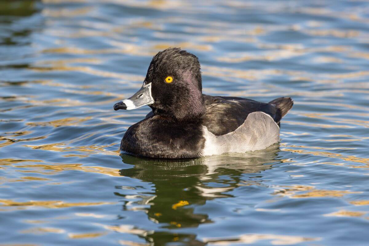 A ring-necked duck with glossy black feathers and striking yellow eyes floats calmly on a river in Montana