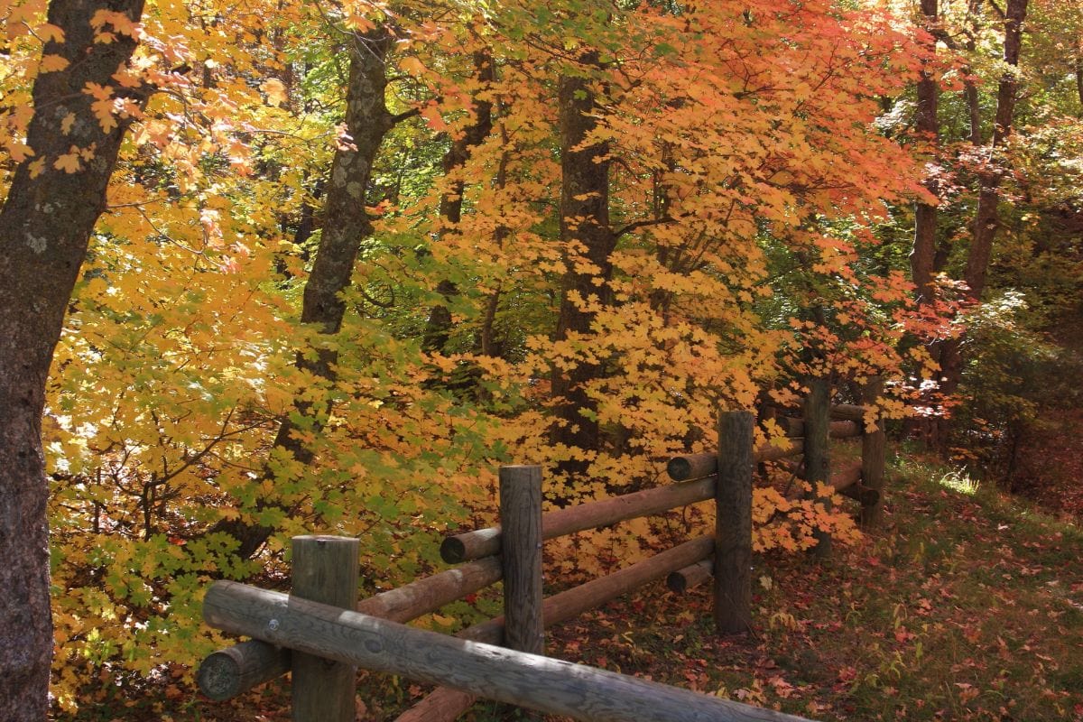 A wooden fence surrounded by Rocky Mountain Maple trees.