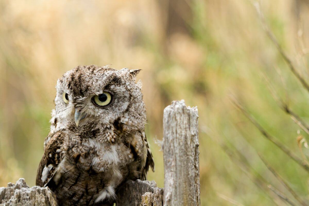 A western screech owl sits on a wooden fence post.