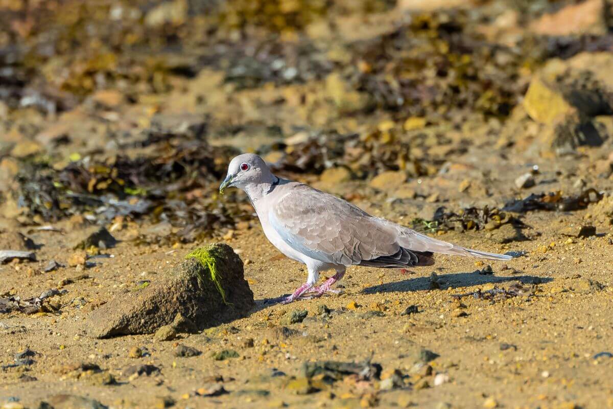 A eurasian collared dove walks on a sandy beach strewn with seaweed and small rocks.