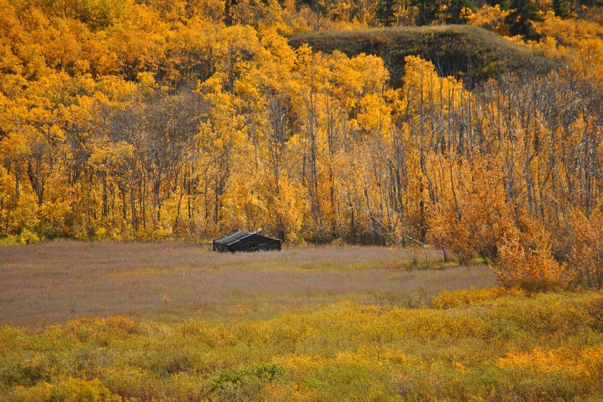 A small cabin nestled in the midst of a field of yellow trees in Montana