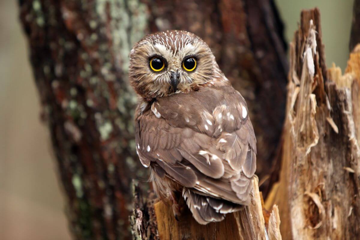 A Northern Saw-Whet owl perched on a broken tree stump.