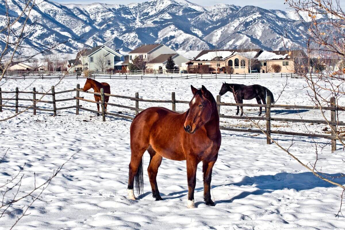 Montana Horse in Winter