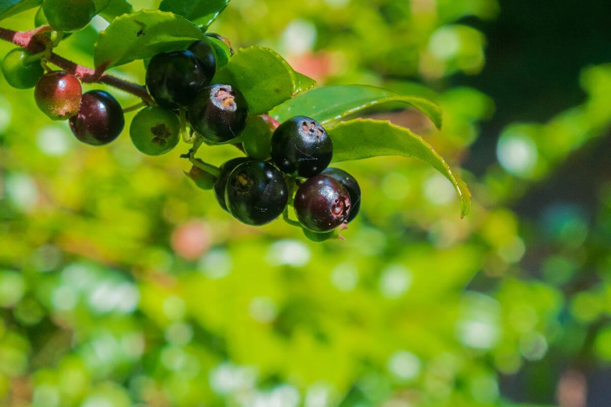 An up-close view of huckleberries in Montana