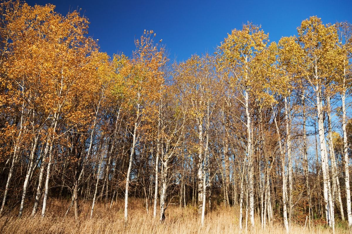 A cluster of Quaking Aspen trees with yellow leaves against a blue sky.