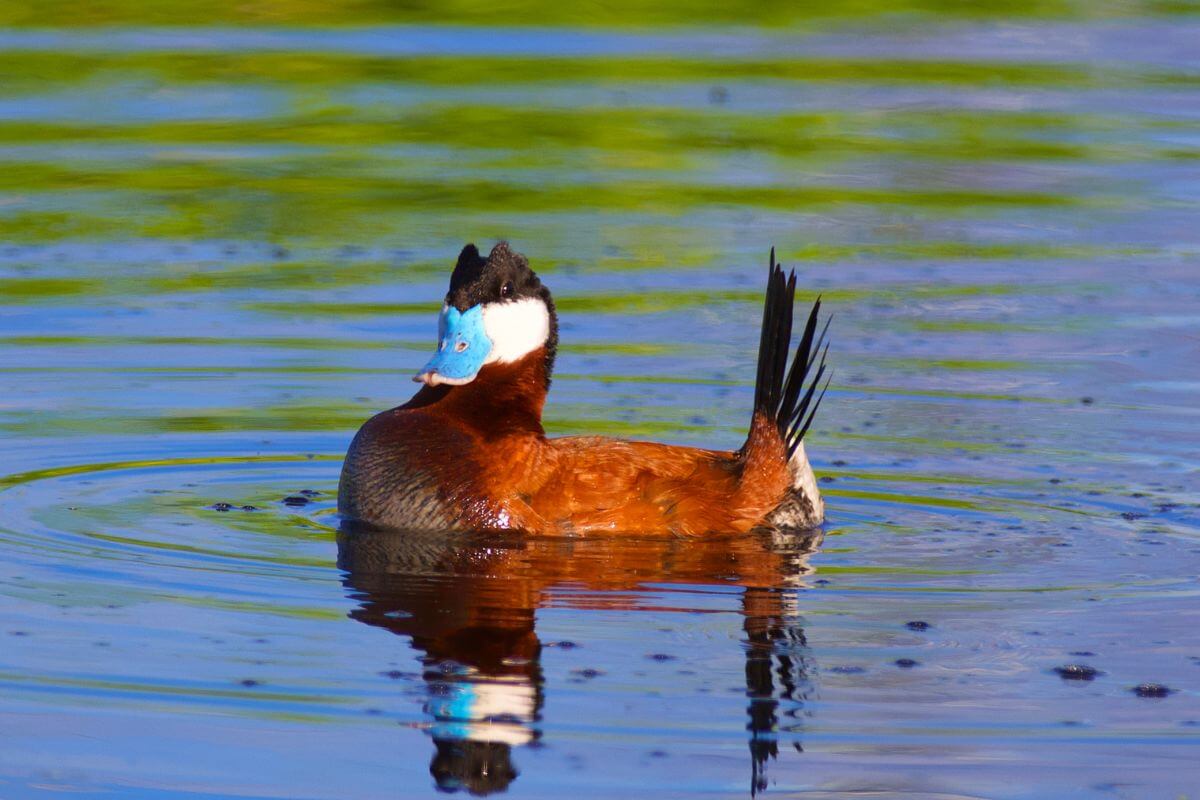 A Montana ruddy duck with striking blue bill and upright black tail floats on vibrant green water.