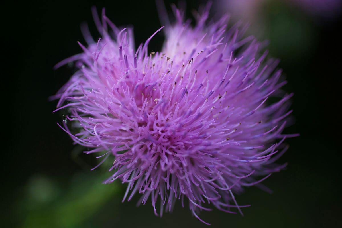 A close up of a purple thistle flower in Montana.
