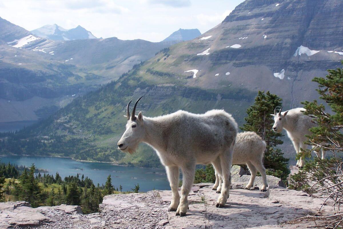 Three goats standing on a rocky cliff overlooking a lake in montana.
